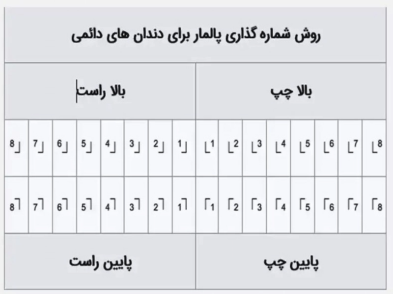 نام دندان و شماره گذاری دندان ها به روش پالمار