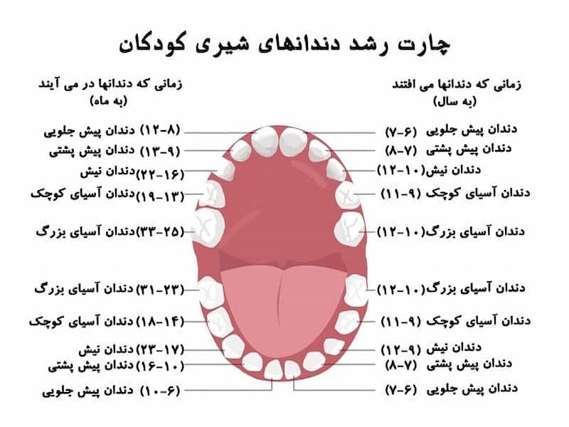 نام دندان و شماره گذاری دندان ها در دندانپزشکی